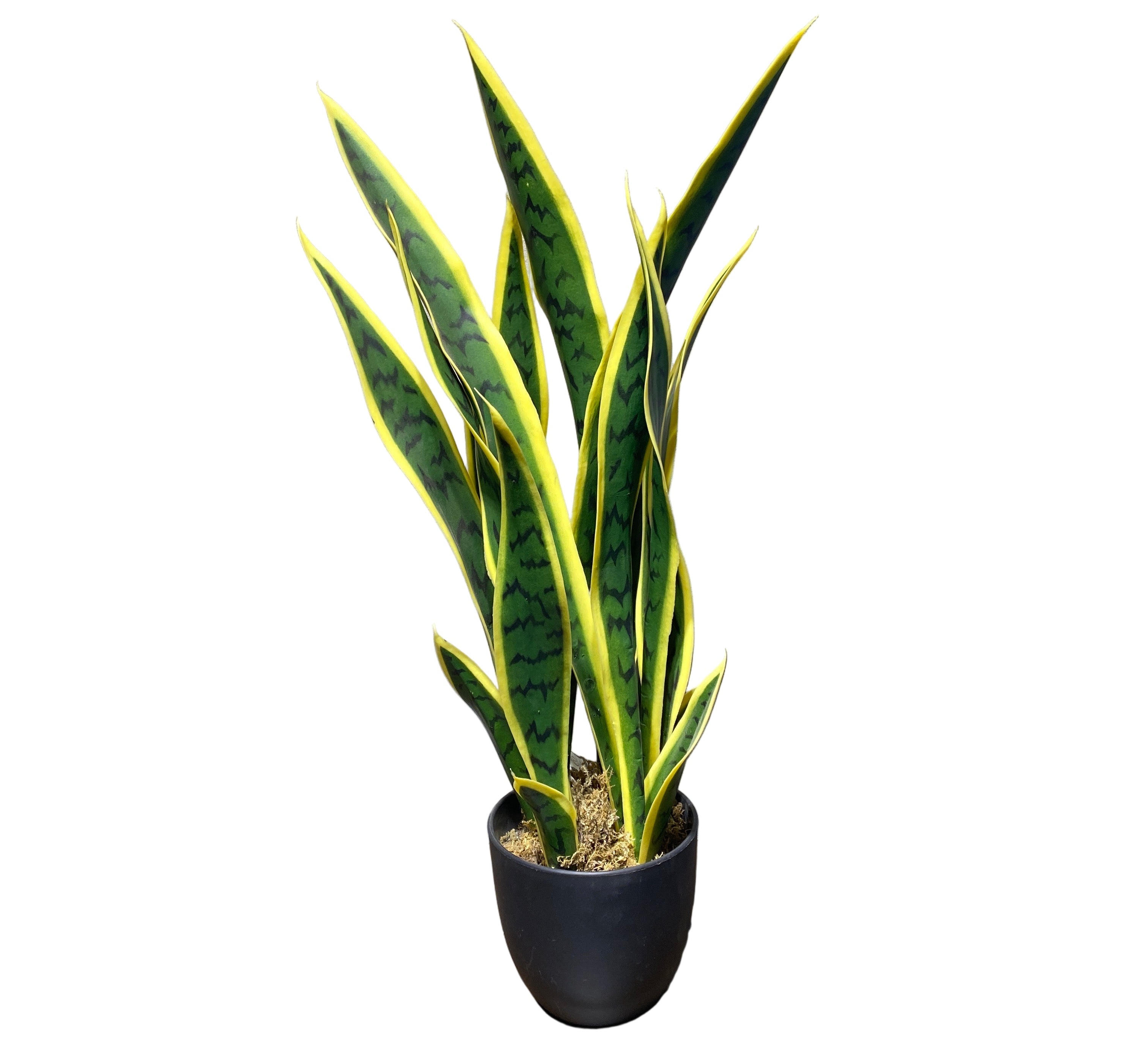 Sansevieria