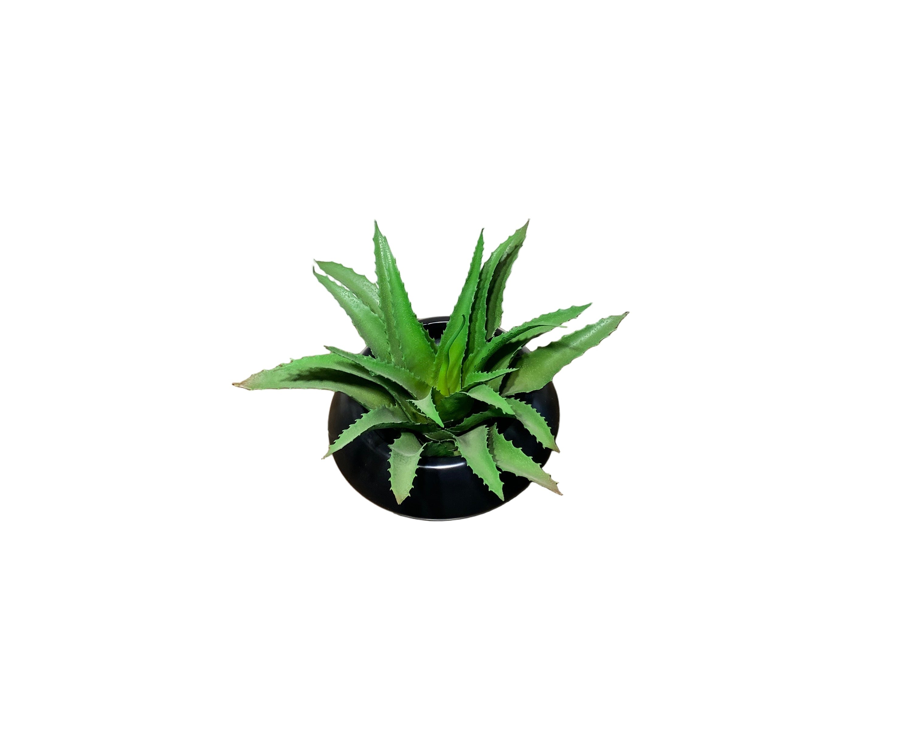 Rama aloe Vera