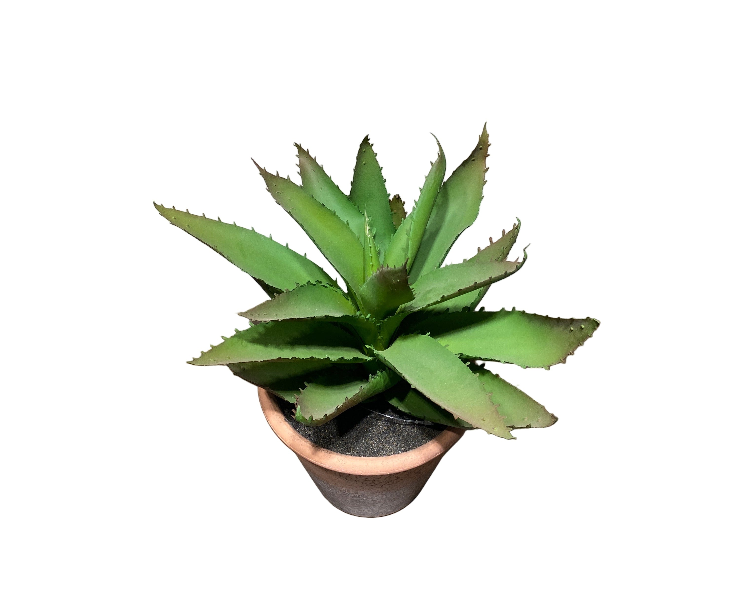 Aloe Vera L
