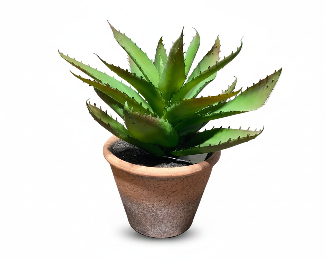 Aloe Vera L