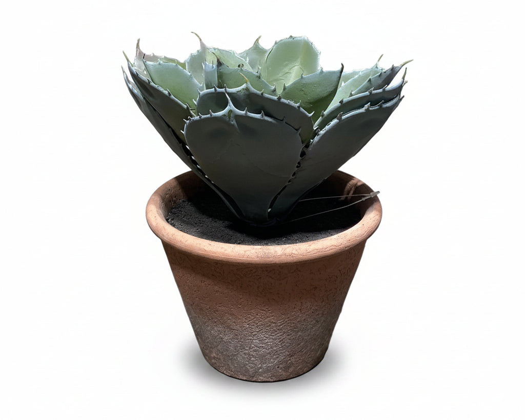 Aloe Vera M