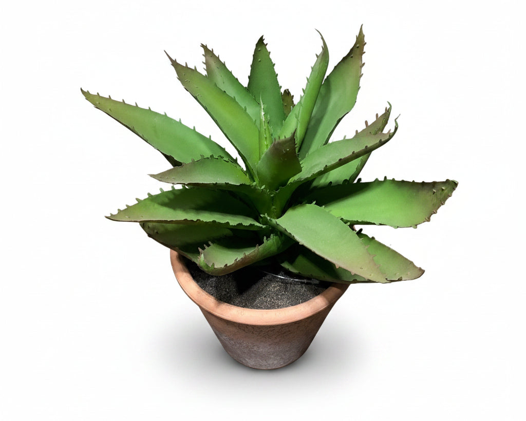 Aloe Vera L