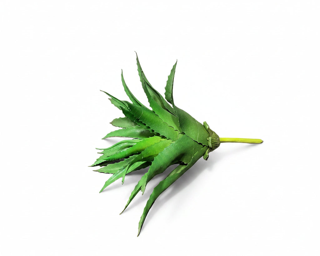 Rama aloe Vera