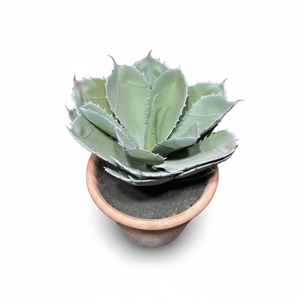 Aloe Vera M