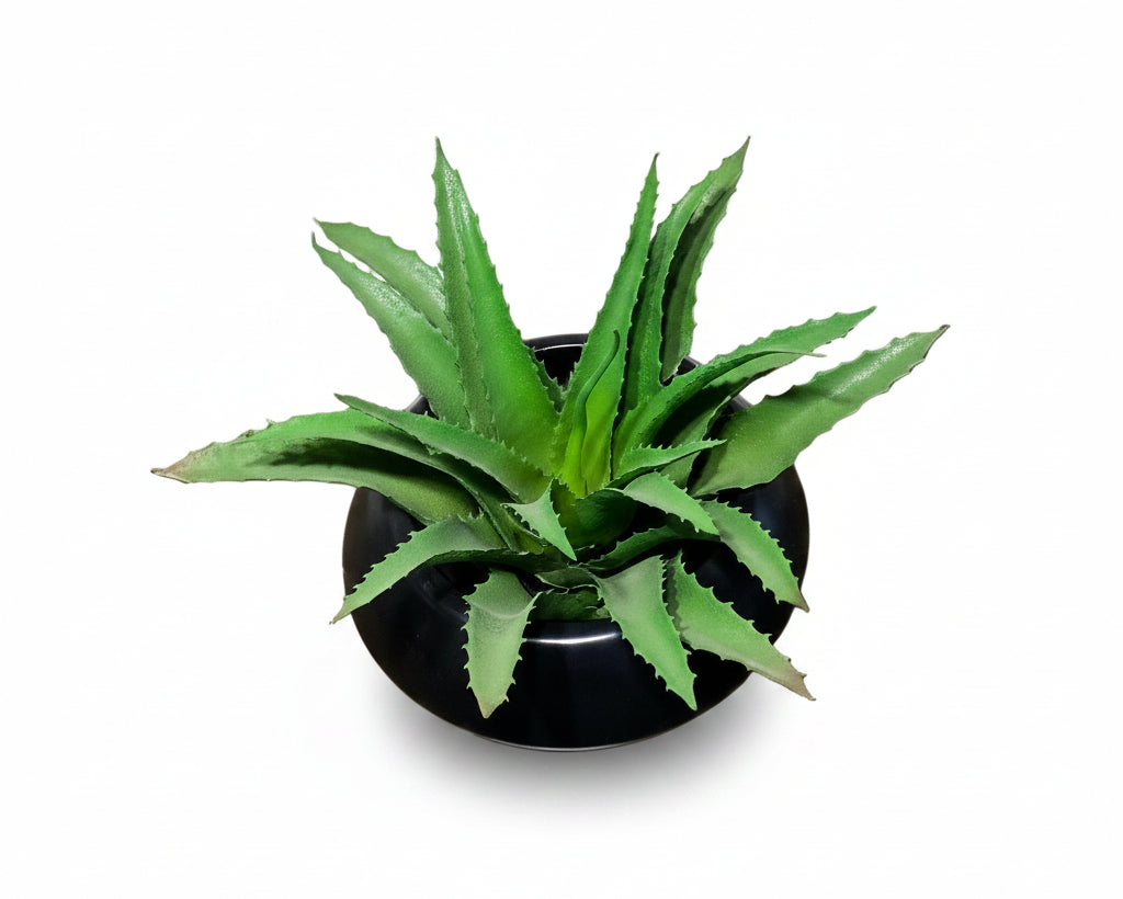 Rama aloe Vera
