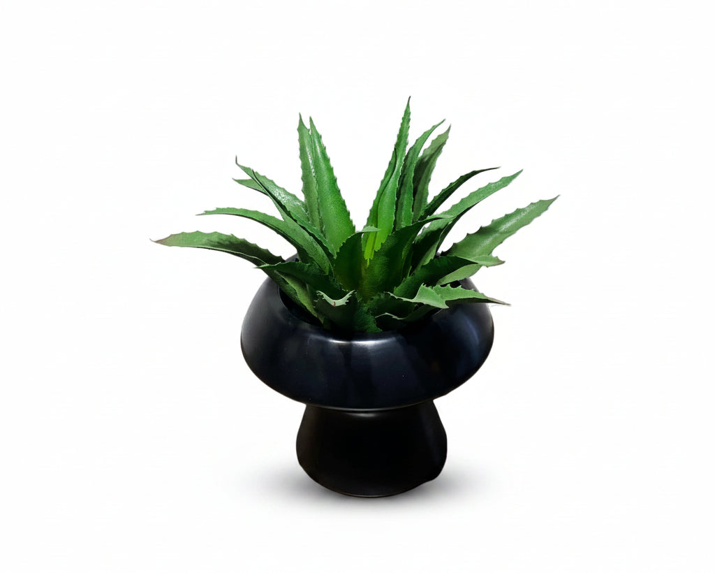 Rama aloe Vera
