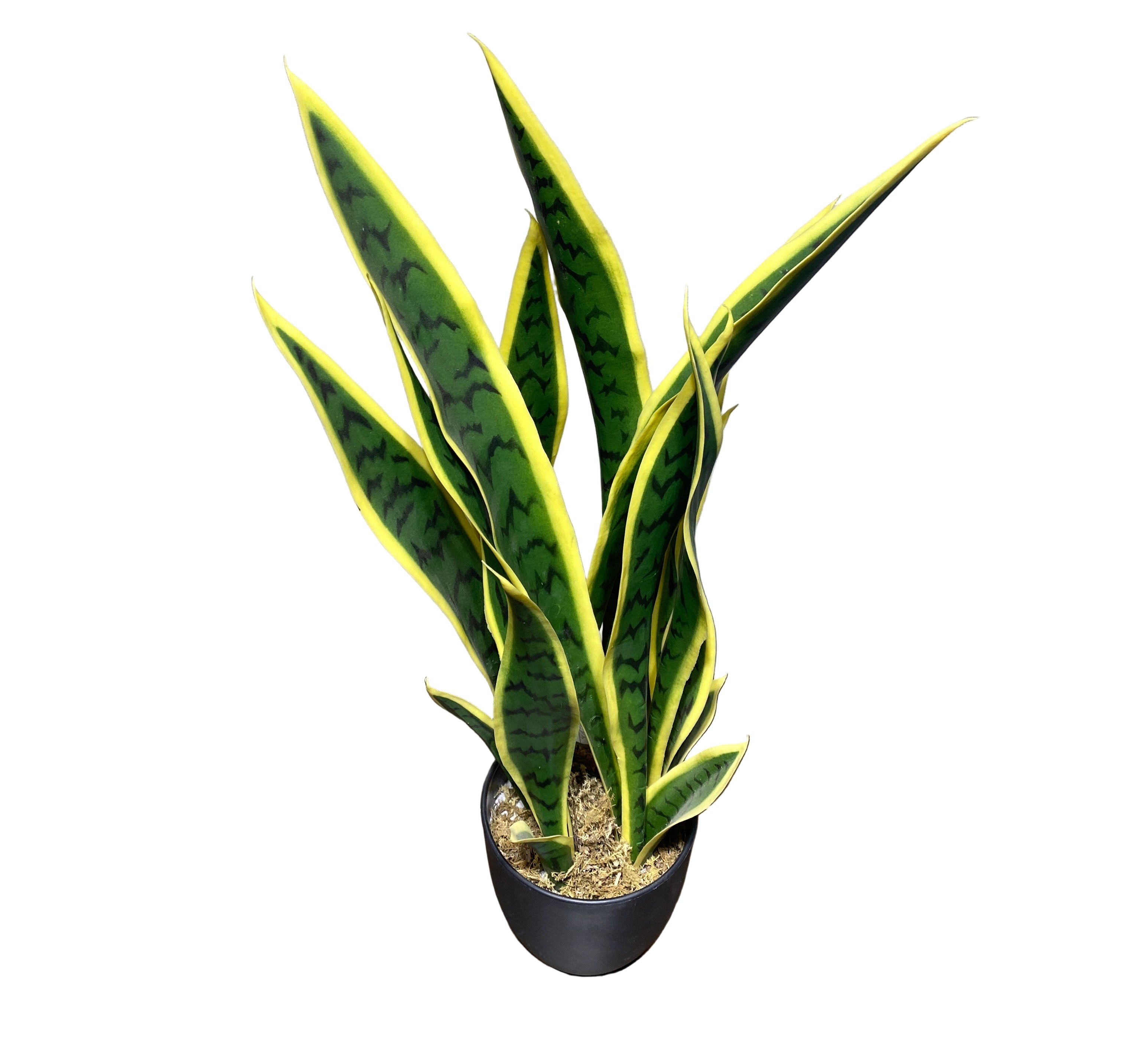 Sansevieria